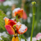 Schneefeature Blumen05.jpg
