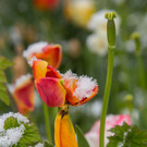 Schneefeature Blumen04.jpg