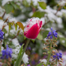 Schneefeature Blumen02.jpg