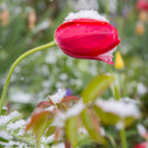 Schneefeature Blumen01.jpg