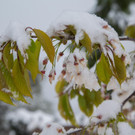 Schneefeature Mittelberger07.jpg
