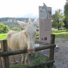 KOE_Wildpark unvernueftige Besucher 6.jpg