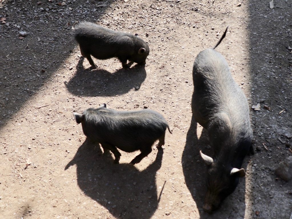 KOE_Wildpark unvernueftige Besucher 11.jpg