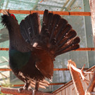 KOE_Wildpark unvernueftige Besucher 1.jpg