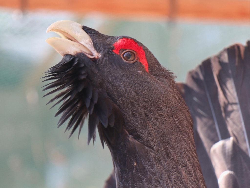 KOE_Wildpark unvernueftige Besucher 2.jpg