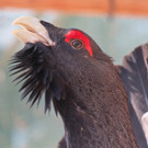 KOE_Wildpark unvernueftige Besucher 2.jpg