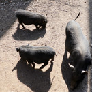 KOE_Wildpark unvernueftige Besucher 11.jpg