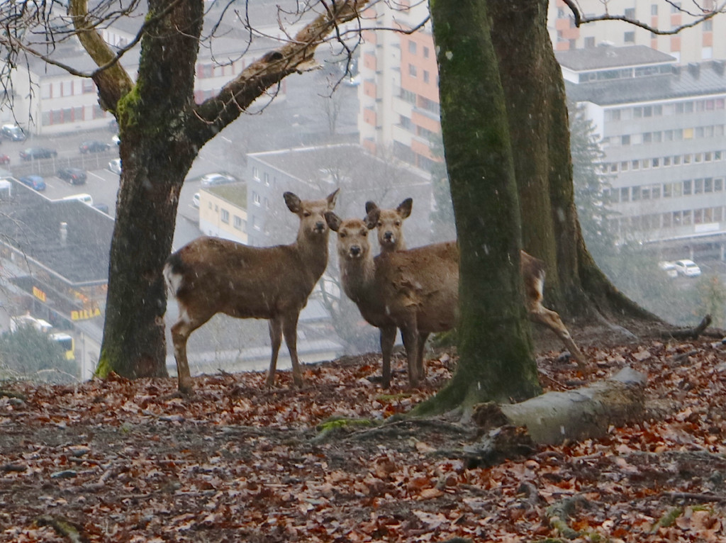KOE_Wildpark unvernueftige Besucher 13.jpg