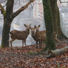 KOE_Wildpark unvernueftige Besucher 13.jpg