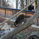 KOE_Wildpark unvernueftige Besucher 17.jpg