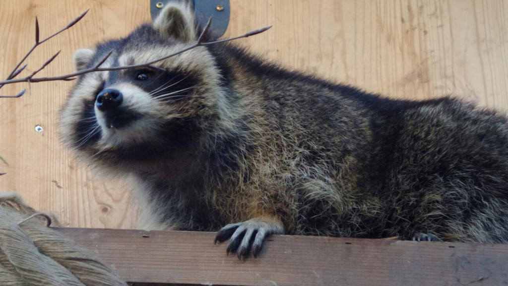 KOE_Wildpark unvernueftige Besucher 18.jpg