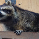 KOE_Wildpark unvernueftige Besucher 18.jpg
