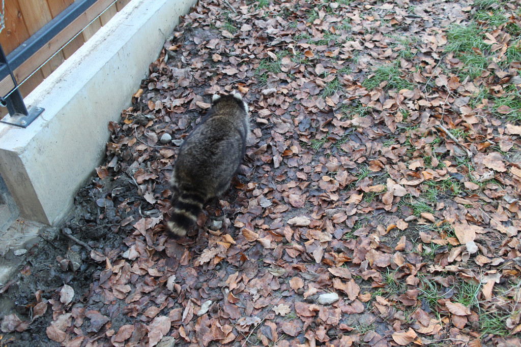 KOE_Wildpark unvernueftige Besucher 19.jpg