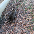 KOE_Wildpark unvernueftige Besucher 19.jpg