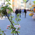 IMG_9809.JPG