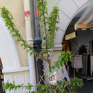 IMG_9844.JPG