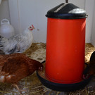 H__hnerstall 200417_7.JPG