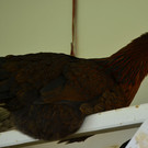 H__hnerstall 200417_11.JPG