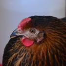 H__hnerstall 200417_12.JPG