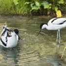 Tiergarten Schönbrunn hat Vogelgrippe überstanden: Freude bei Mensch und Tier