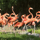 PA_Rote Flamingos.jpg