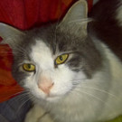 Coco Der Kater