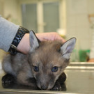 Fuchsbabys Flora und Fee beim Wiener Tierschutzverein