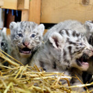 Die Weißen Tigerbabys im Weißen Zoo Kernhof/ Kameltheater in St. Aegyd am Neuwalde Niederösterreich