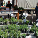 ARCHE NOAH Jungpflanzenmarkt