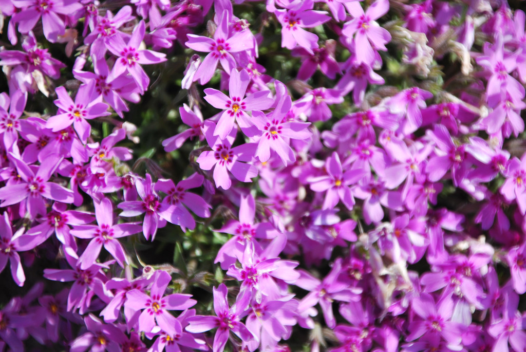 DSC_0091.JPG