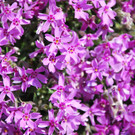 DSC_0091.JPG