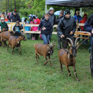 Ziegenausstellung in Gisingen