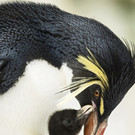 Felsenpinguine im Wiener Tiergarten Schönbrunn haben Nachwuchs 