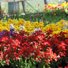 Frühlingsblüten
