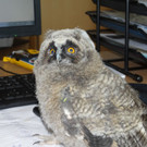 Waldohreulenbaby in Wien-Favoriten gerettet