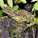 Moosfrosch-GH _6_.jpg