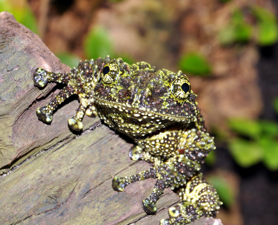 Moosfrosch-GH _9_.jpg