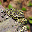 Moosfrosch-GH _9_.jpg