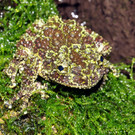 Moosfrosch-GH _15_.jpg