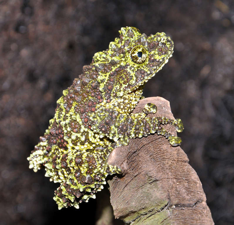 Moosfrosch-GH _33_.jpg