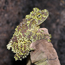 Moosfrosch-GH _33_.jpg