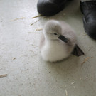 Wiener Tierschutzverein kämpft um das Leben eines Schwanenwaisen 