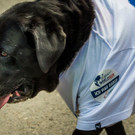 Wings for Life World Run 2017 - Austria - Das Rennen  _96 von 94_.jpg