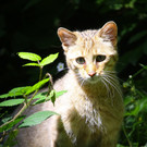 Wildpark Feldkirch48.jpg