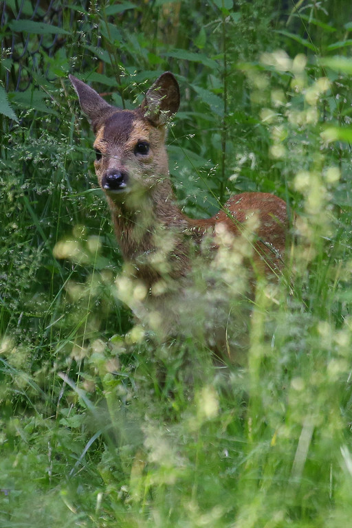 Wildpark Feldkirch42.jpg