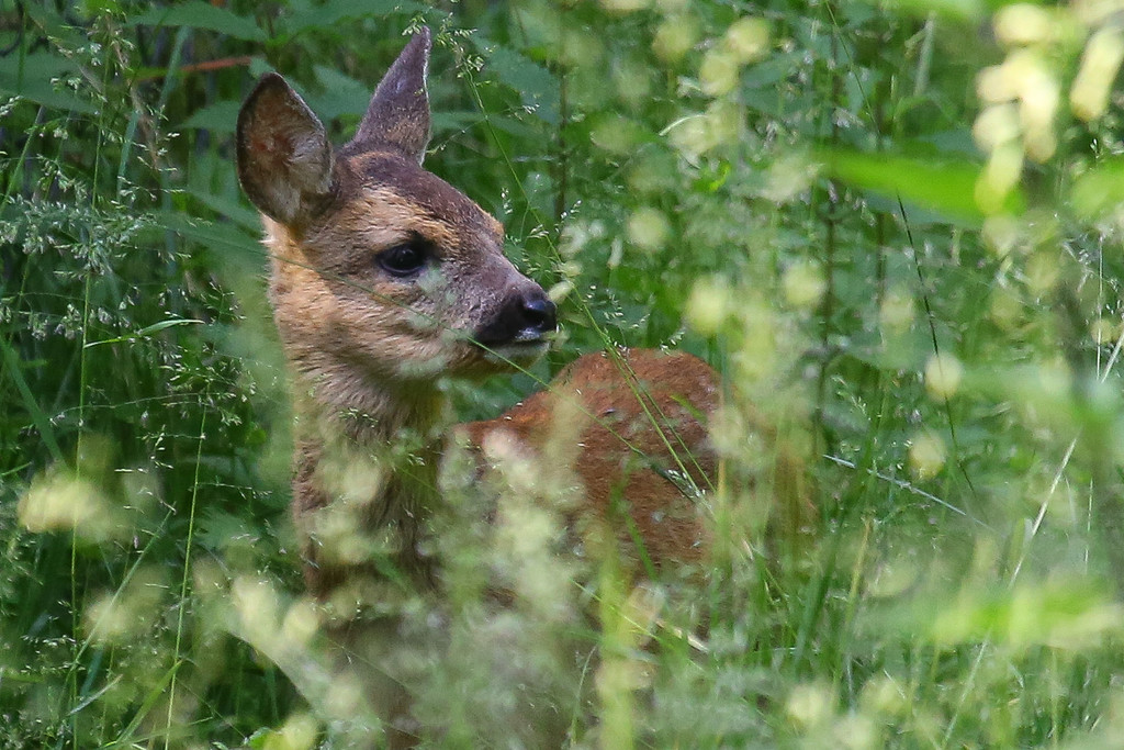 Wildpark Feldkirch41.jpg