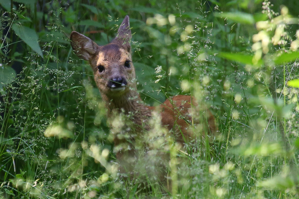 Wildpark Feldkirch40.jpg