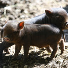 Wildpark Feldkirch37.jpg