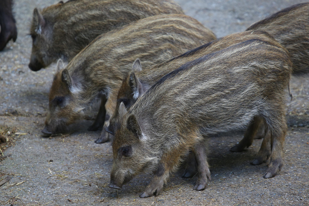 Wildpark Feldkirch24.jpg