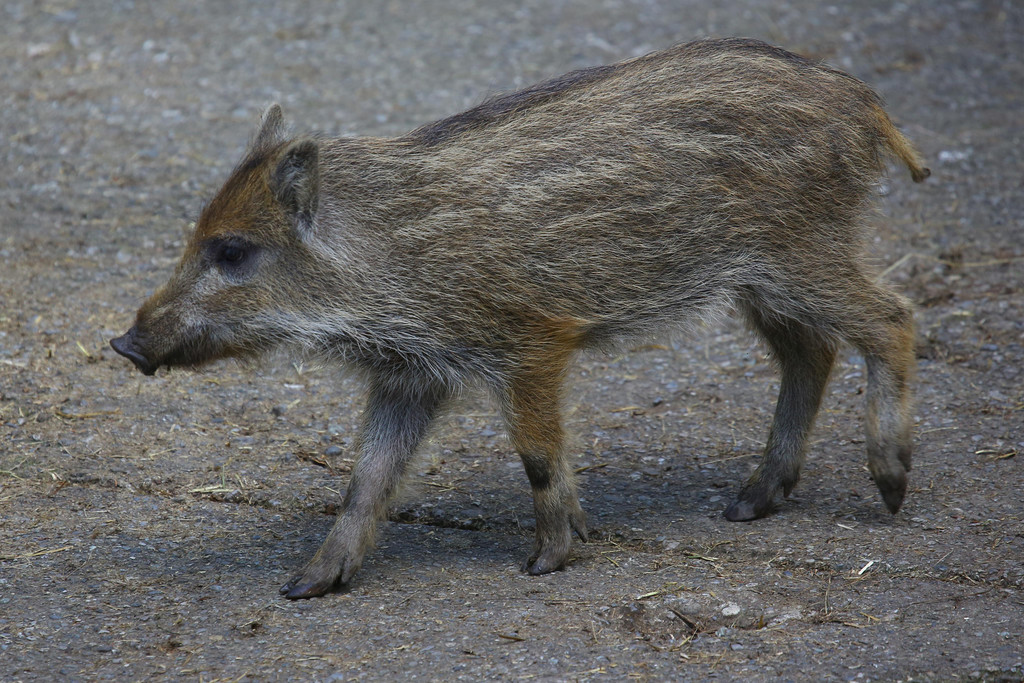 Wildpark Feldkirch22.jpg